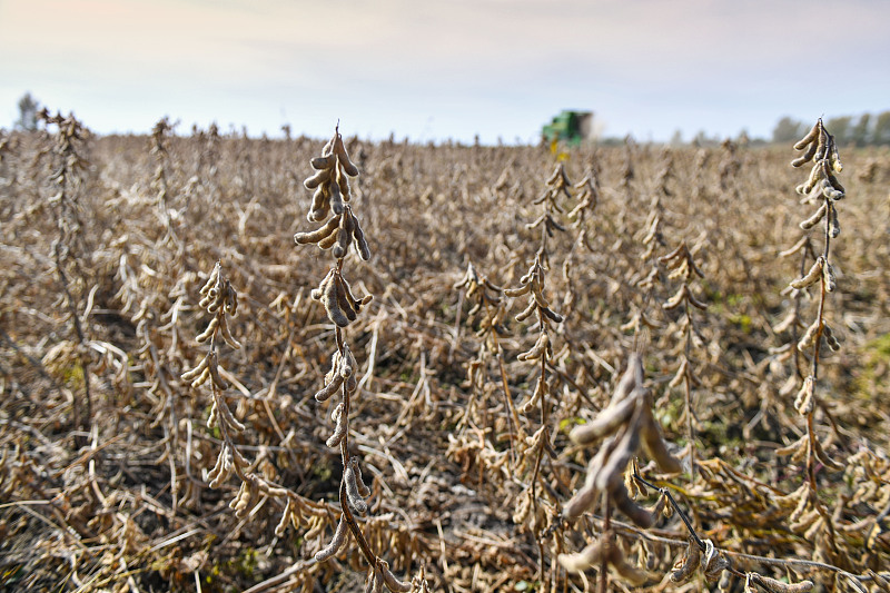 中国大豆种植主产区分布图,中国大豆种植面积视频