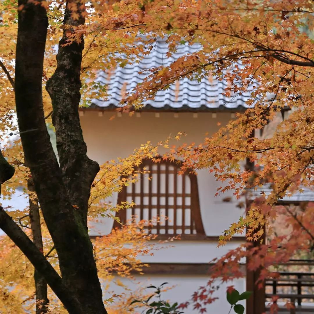 停车坐爱枫林晚风景,停车坐爱枫林晚季节