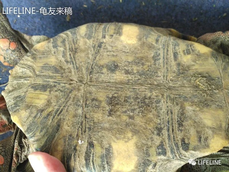 红腿陆龟怎么养活,新手养红腿陆龟准备什么