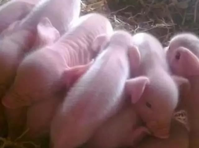 仔猪口吐白沫出现神经症状,哺乳母猪吐白沫是什么原因