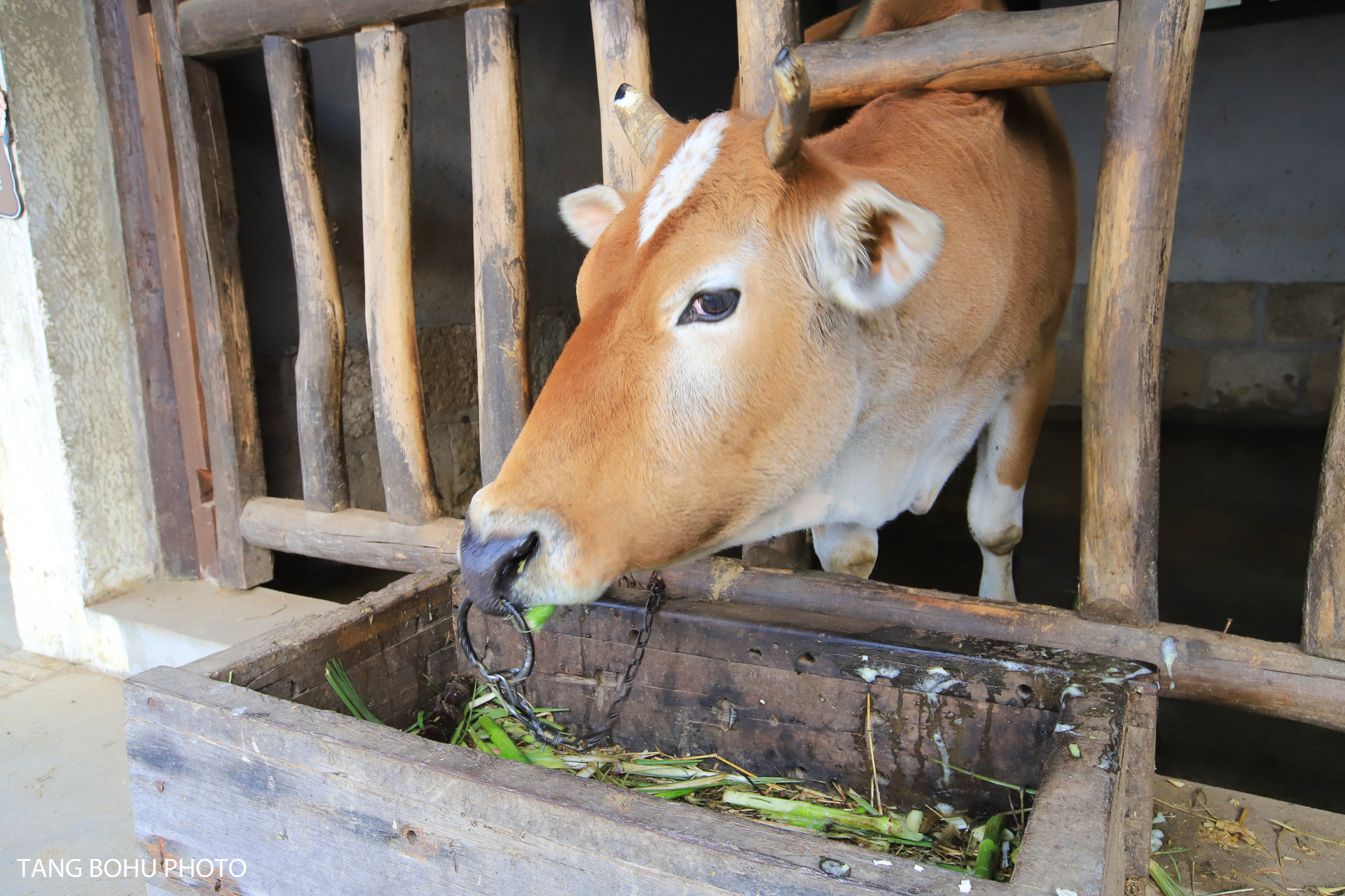 乌镇，来过未曾离开，感受小桥流水人家的静谧安闲