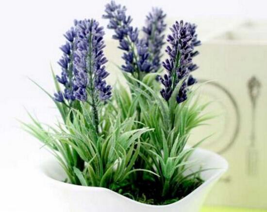 薰衣草怎么养开花图片,薰衣草怎么养最好