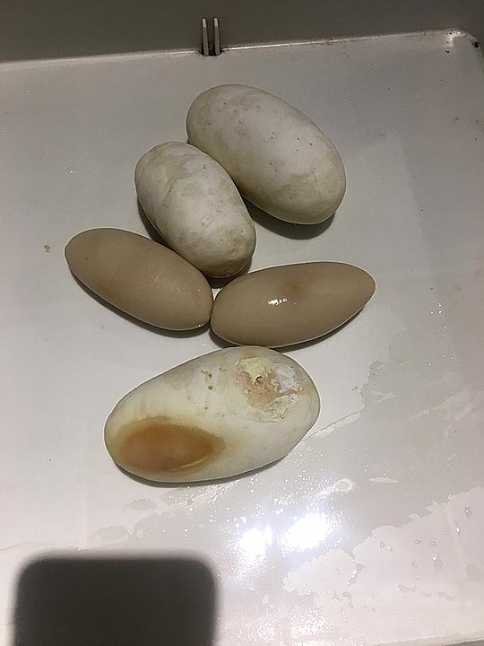 宠物蛇下几次蛋,宠物蛇下的水蛋可以吃吗