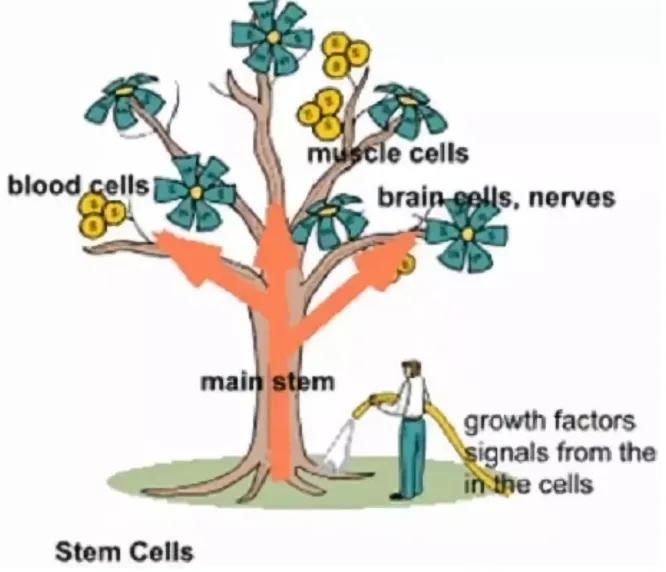 细胞治疗与干细胞技术,细胞治疗应用领域