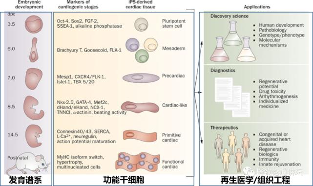 未来医疗器官可再生,再生医学给我们带来的健康