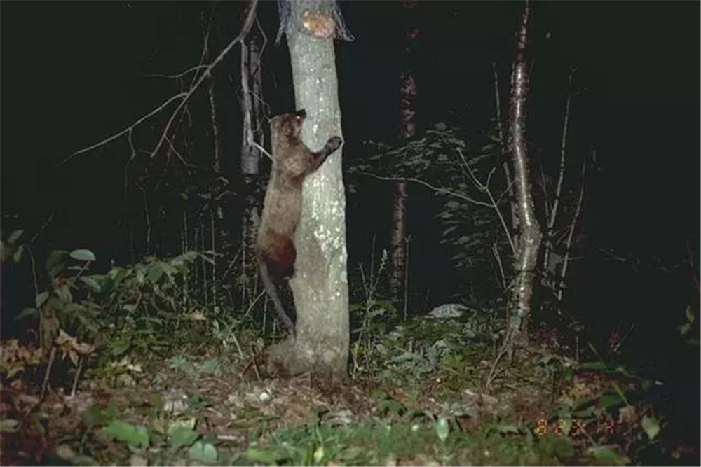 猞猁vs渔貂vs短尾猫,渔貂捕猞猁图片