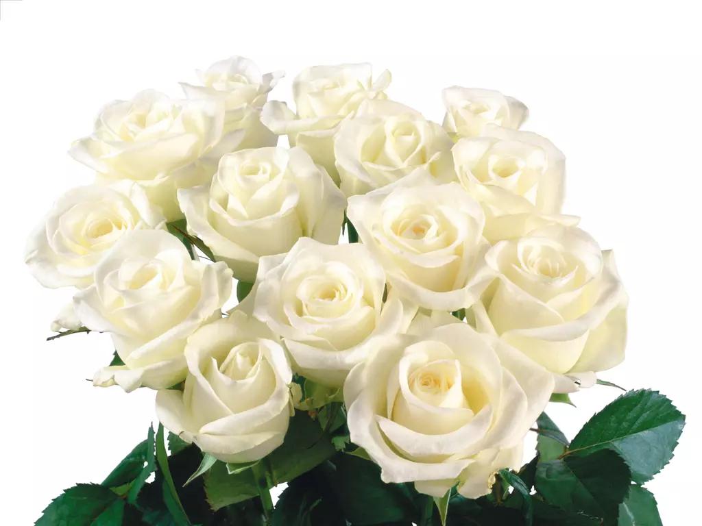 各种颜色的玫瑰花语,卡布奇诺玫瑰的花语