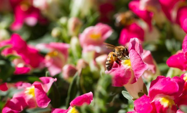 金鱼草的日常养护和注意事项,金鱼草的养殖方法和注意事项图片