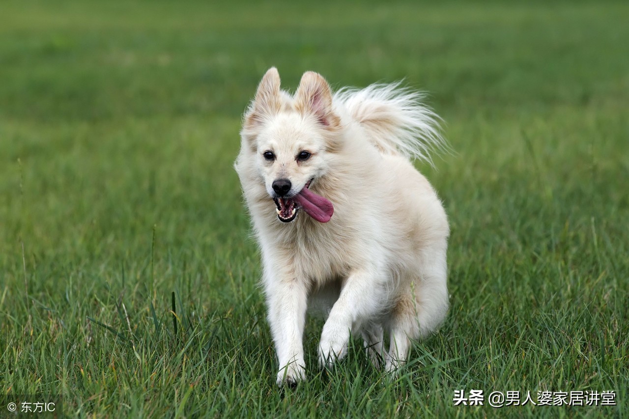 狗狗已经中毒了该怎么自救,狗狗中毒怎么急救处理