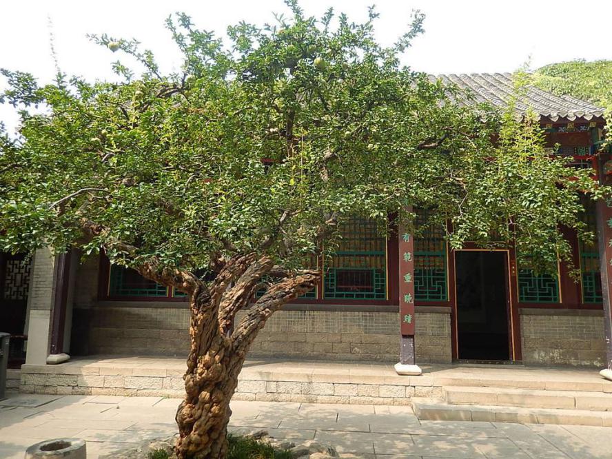 石榴的文化意蕴,石榴文化精神