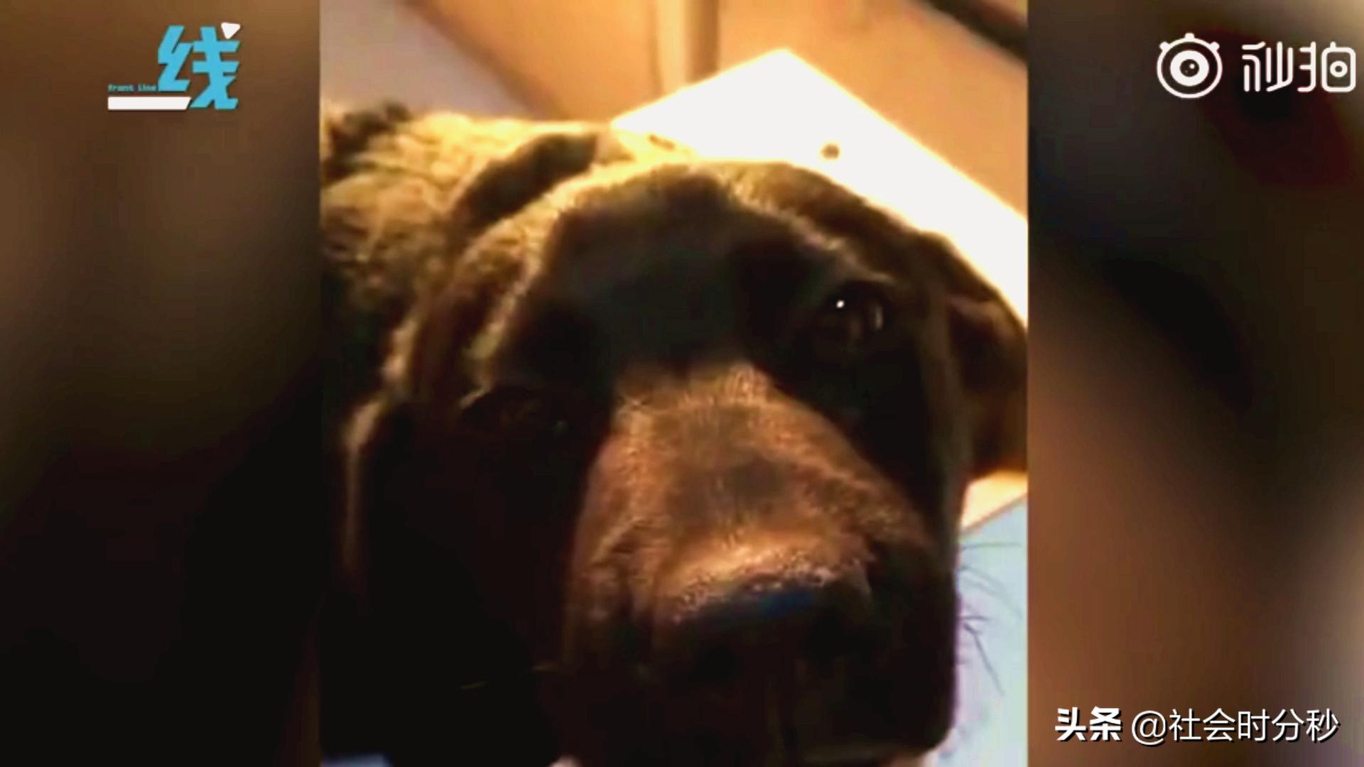 老人将小狗暴力摔打致死事件,男子情绪失控怒摔小狗