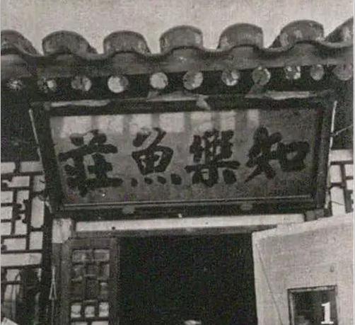 精品皮球珍珠金鱼图片,龙睛珍珠鳞金鱼