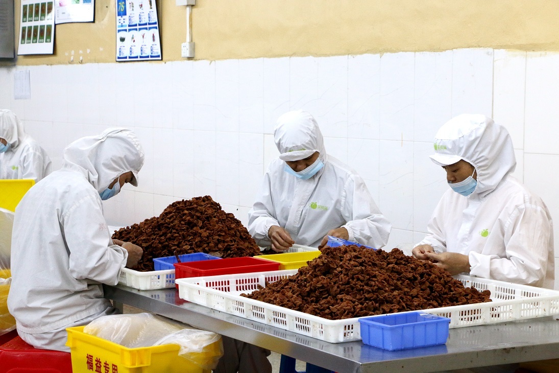 诏迎天下客，乐业青梅乡——诏安县聚力发展青梅产业