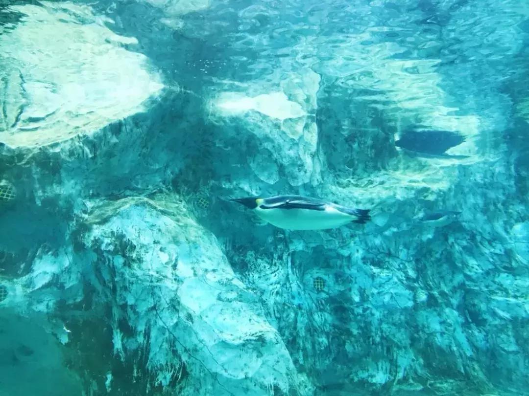 珠海长隆亲子游攻略三天两夜,珠海长隆亲子游最佳攻略