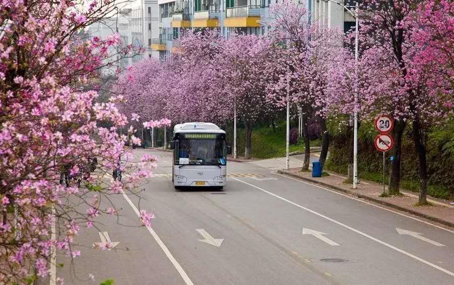 报考华南农业大学,华农报录比