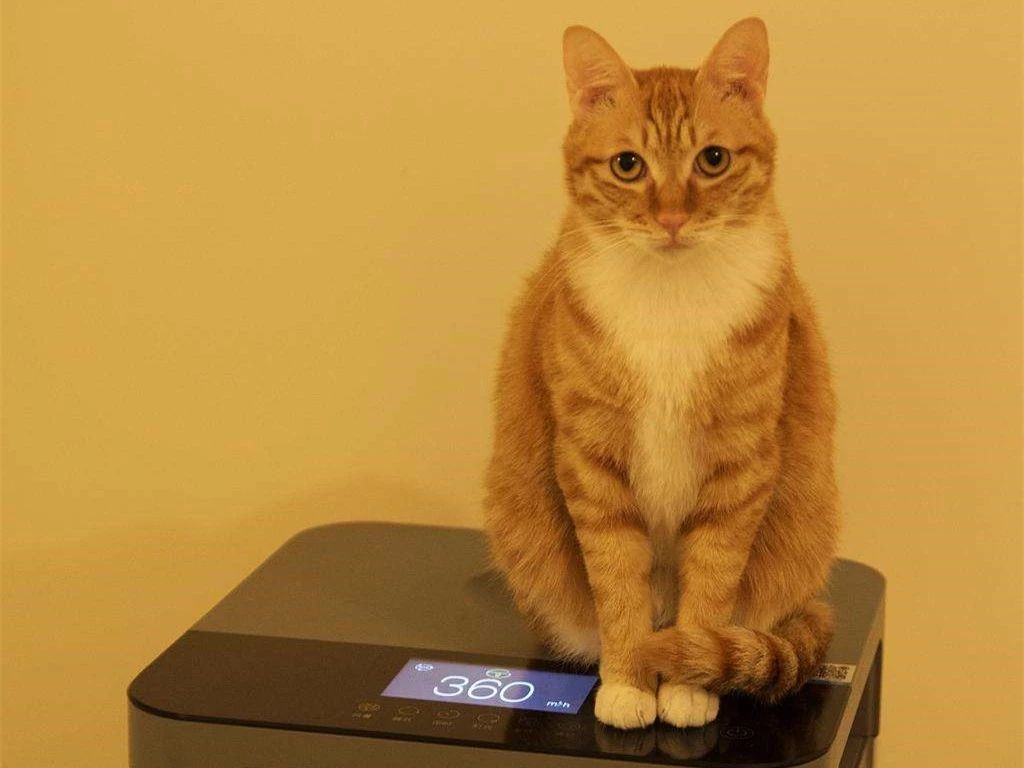 猫毛辟谣,有人说猫毛过敏怎么回答