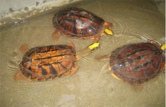 海南金钱龟养殖,金钱龟养殖许可证