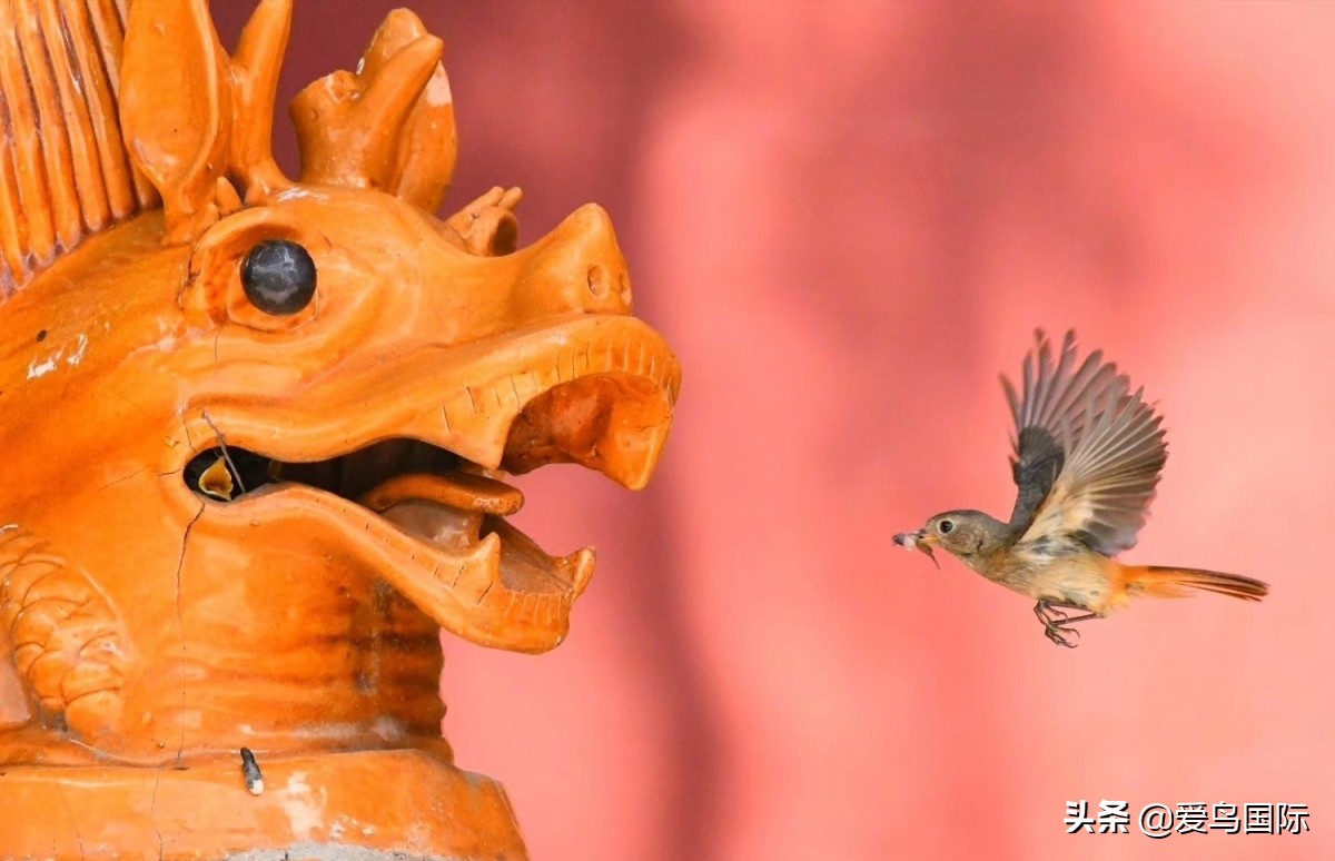 2020观鸟,观鸟大年影片