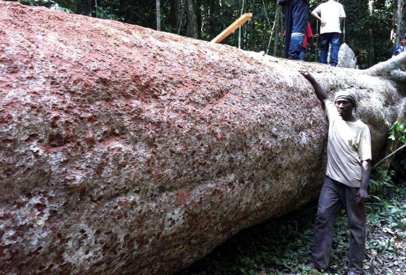 价值240万非洲的原木，雕刻成品出来后震惊全场，一片心疼声！