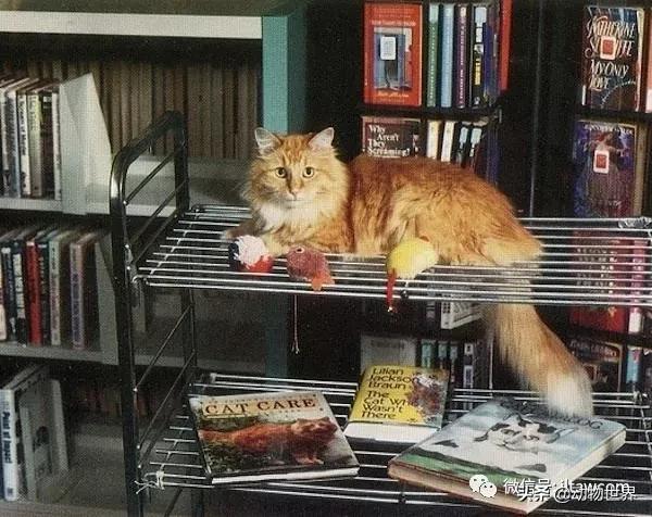 世界各国国宝级动物,世界各地的名贵动物