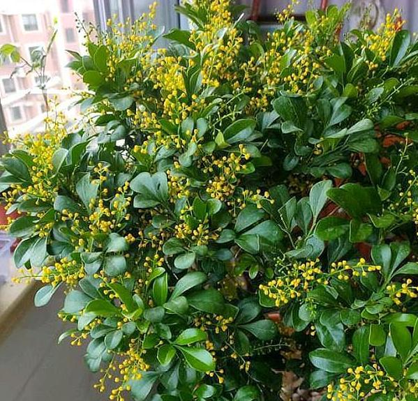 家庭盆栽米兰如何养护和浇水图片,家庭如何养好米兰花盆栽