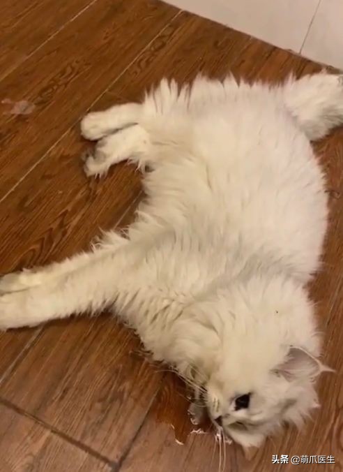 go猫粮吃了会黑下巴吗,go猫粮吃了拉黄水