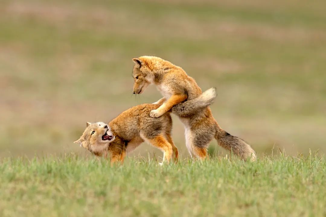 香港第14届全国摄影艺术展,第29届全国摄影艺术展览获奖名单