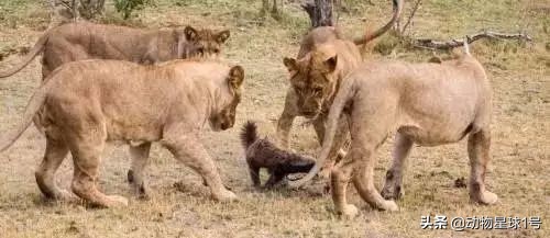 平头哥蜜獾照片,蜜獾平头哥动物科普