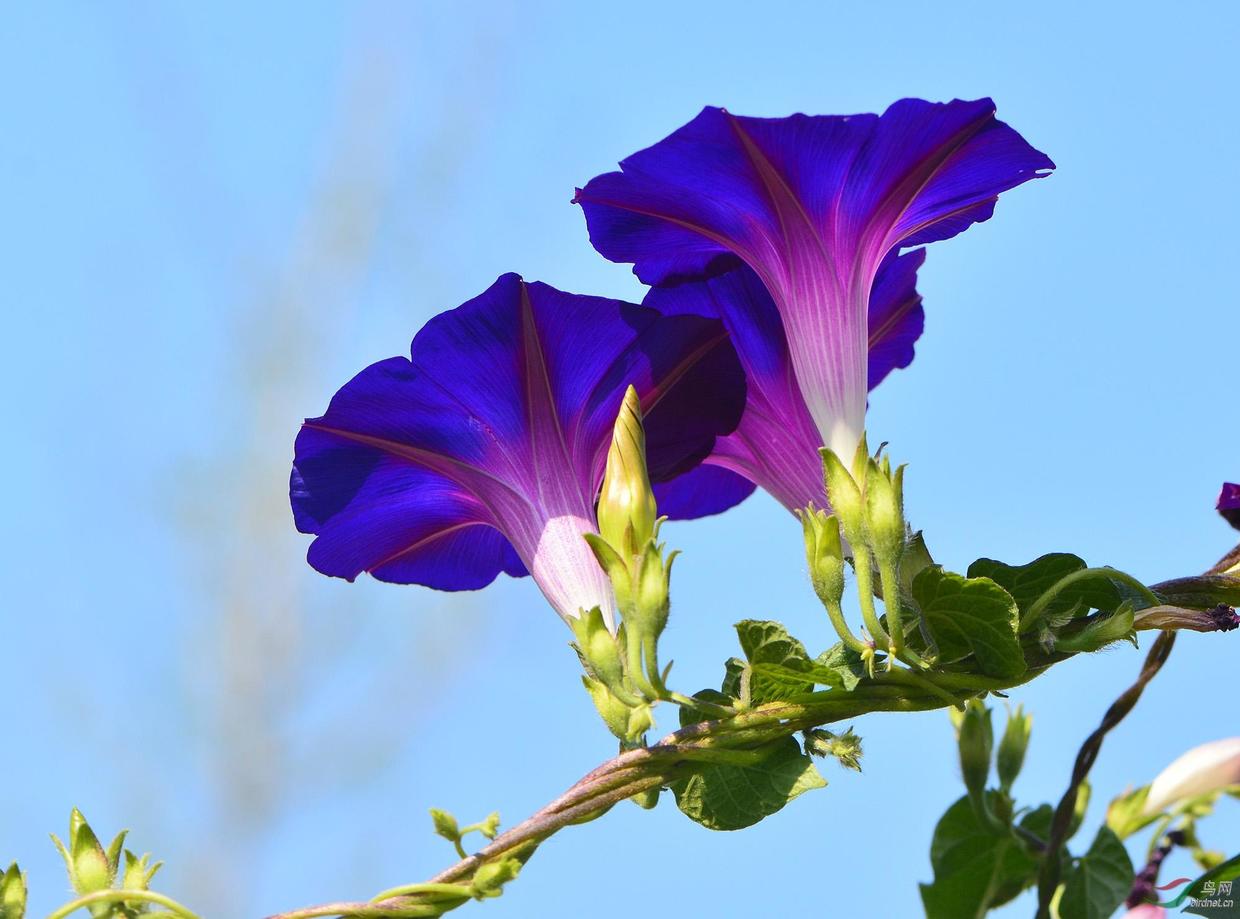 刚买回来的牵牛花怎么养护,阳台牵牛花养护