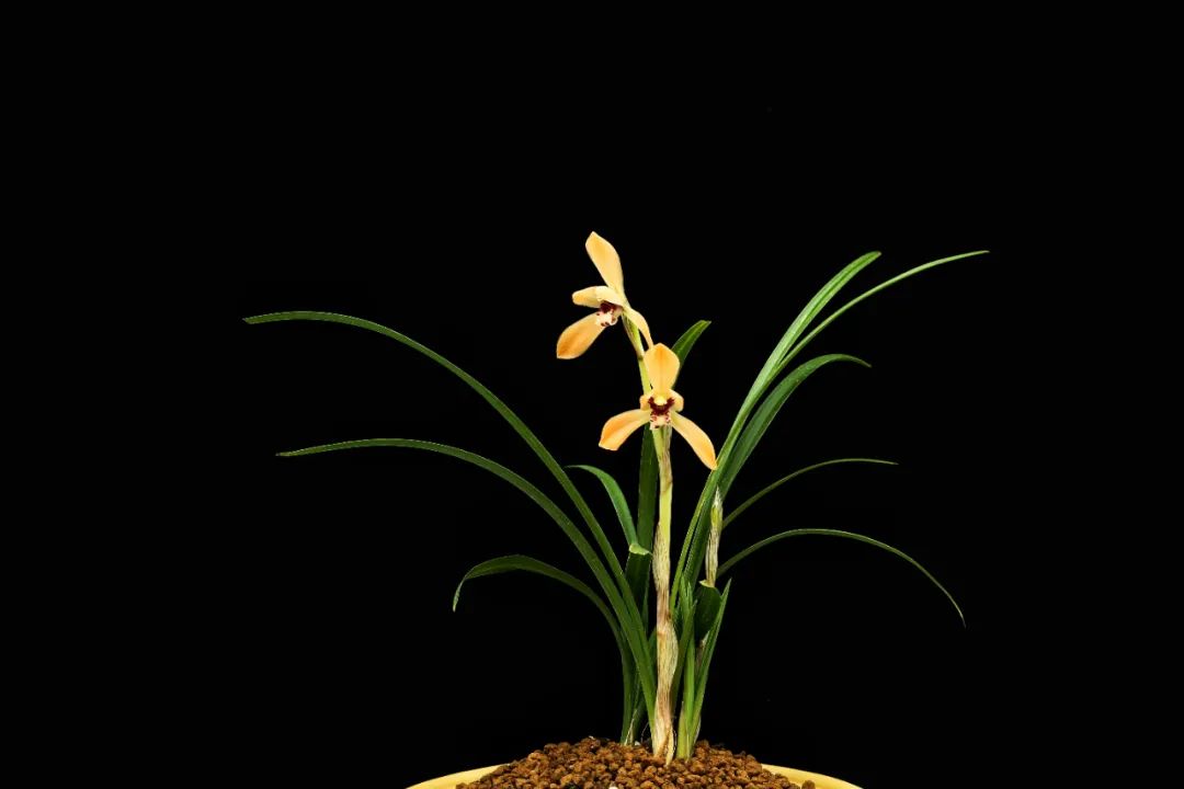 幽兰之风丨兰花种种风情这都有