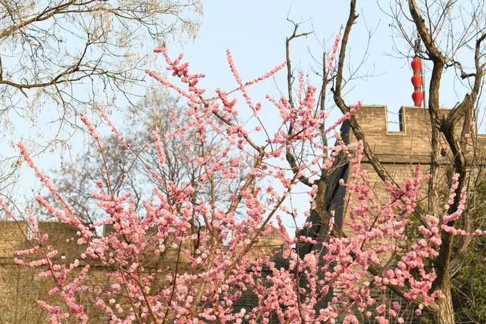 有一种春天叫西安的春天,西安古都的春天在哪里