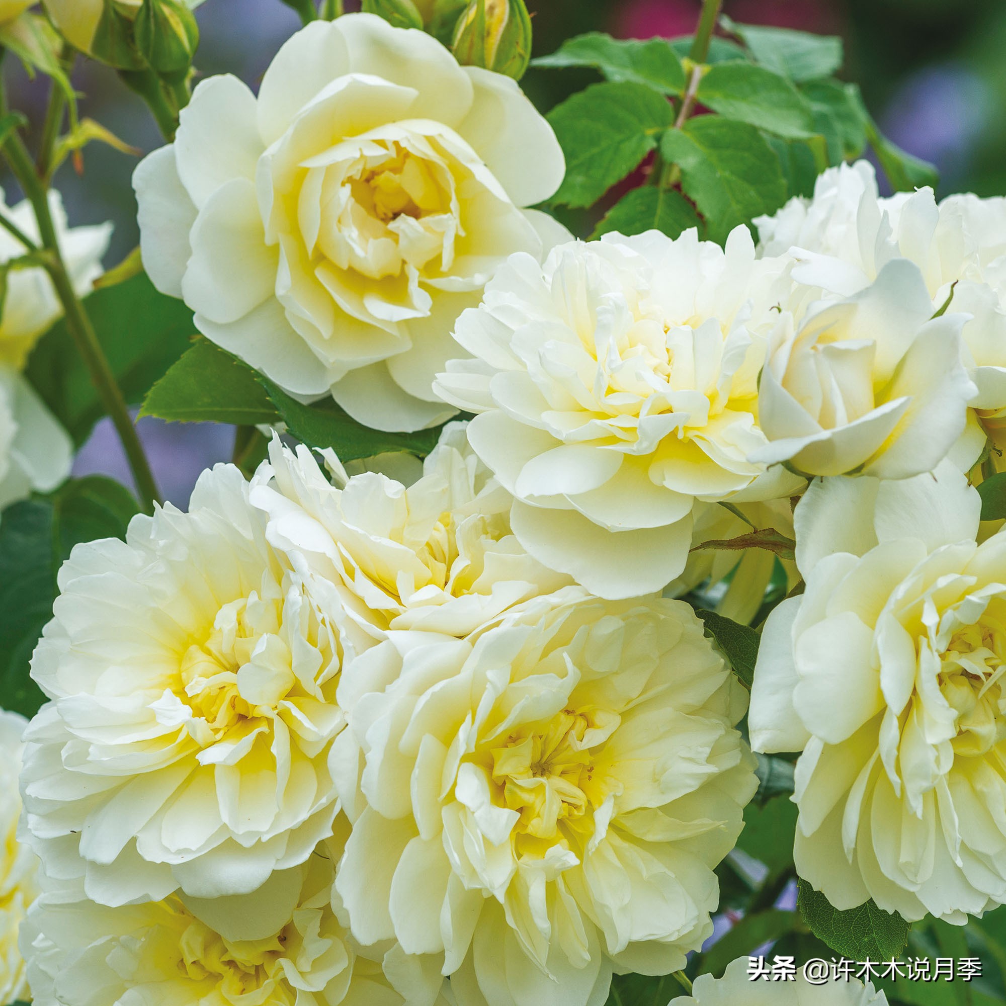 奥斯汀月季最佳品种,奥斯汀月季最好的品种