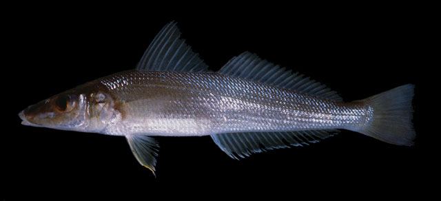 海边钓鱼钓不着怎么办,体会不到台钓的快乐