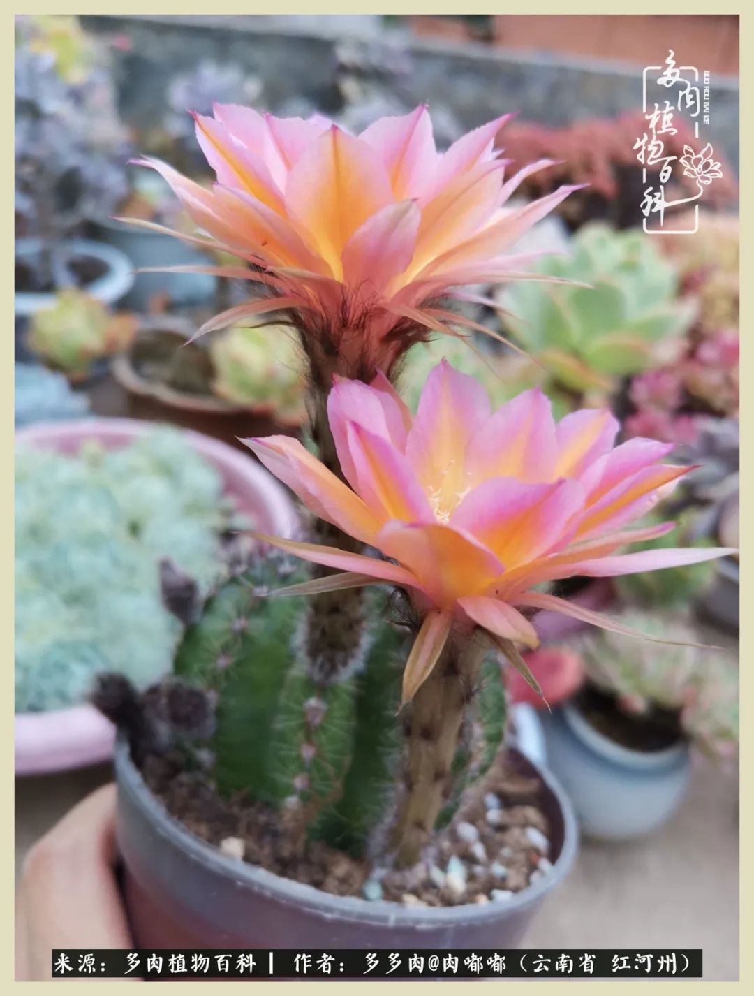 这个春天我们一起去赏花,这个季节我们一起去看花