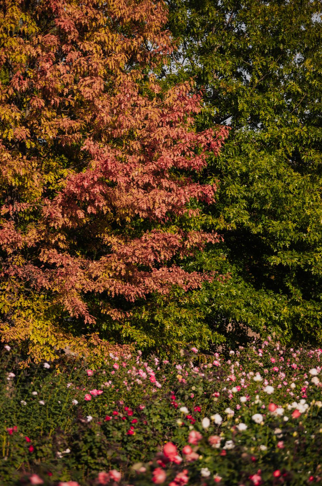 上海最美秋景,上海哪些公园可以拍秋景