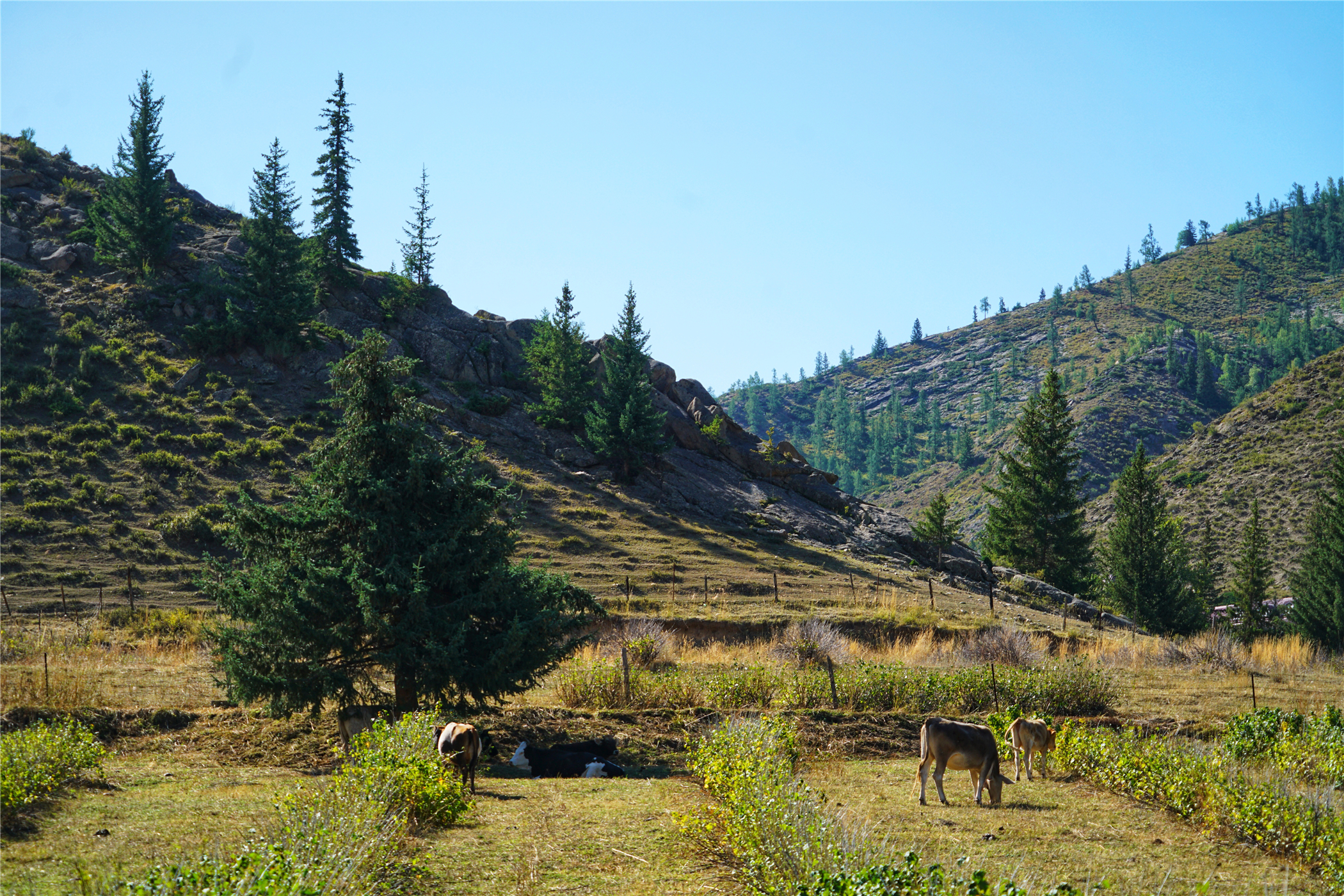 7月新疆可可托海,冬天去可可托海有什么值得看