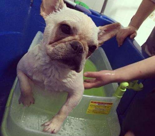 养法国斗牛犬应该注意什么,养法国斗牛犬要注意的事项秋天