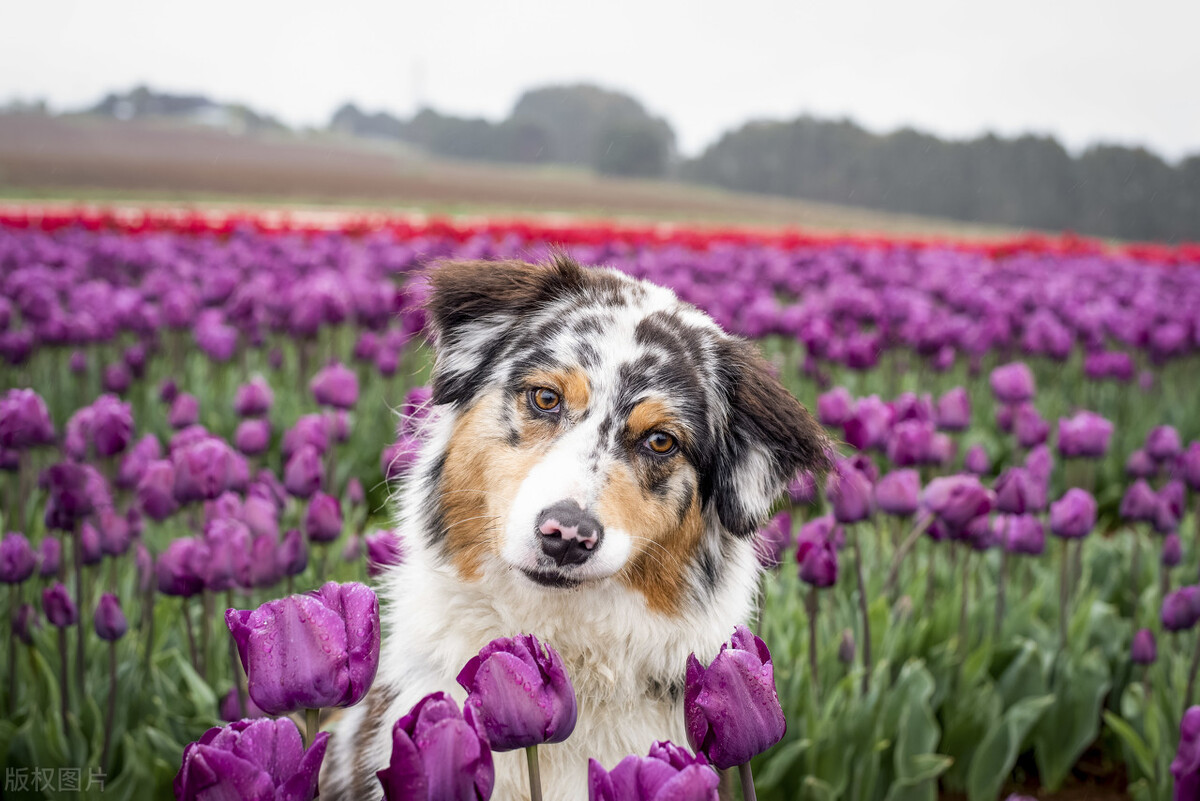 狗狗呕吐物呈乳白色是否正常,狗狗呕吐物是白色很腥