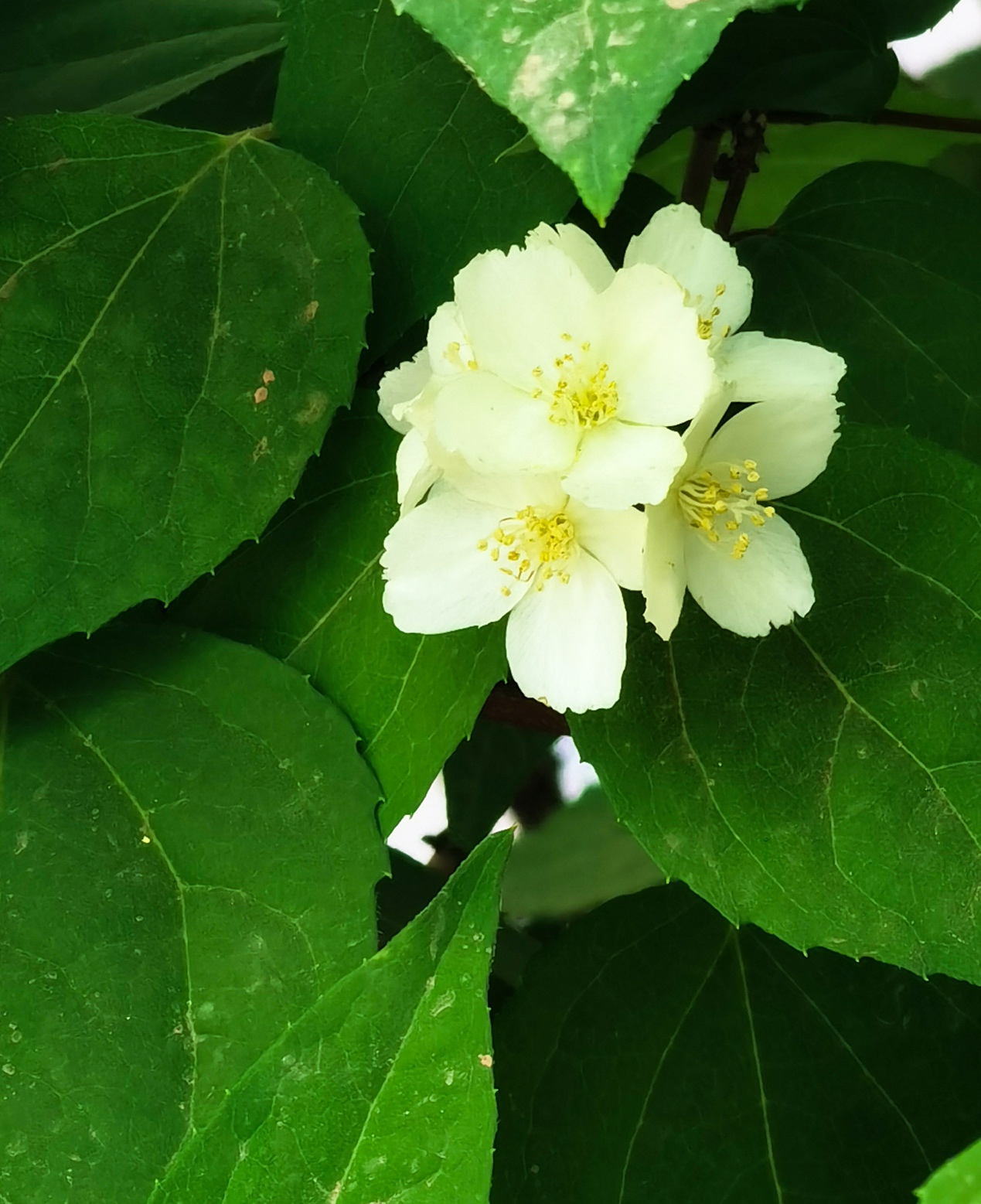 华为nova7和nova7pro功能,华为nova7pro有什么奇特的功能