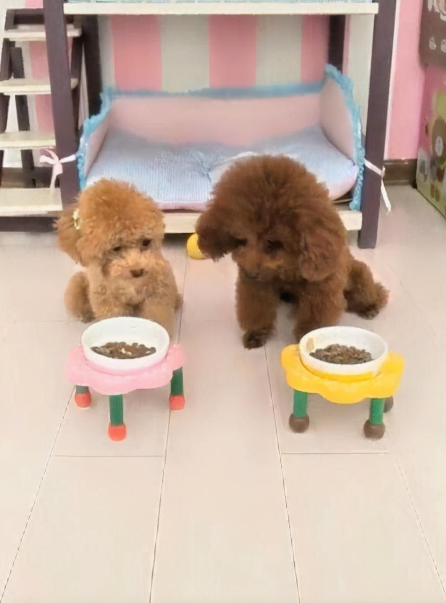 实不相瞒，泰迪犬“拆蛋”后会有这5个变化