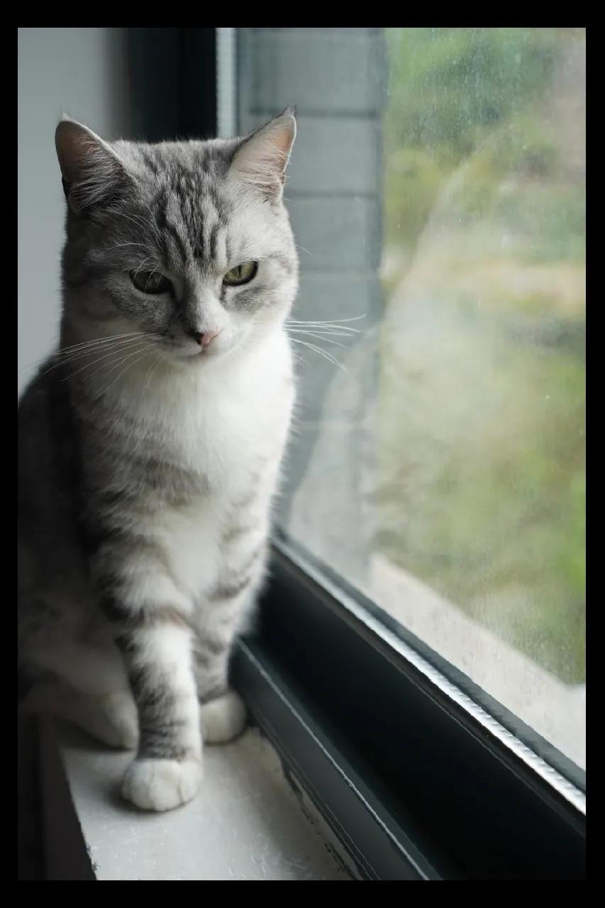 养宠小芝士|怀孕难道不能养猫吗?这里有你想要的答案