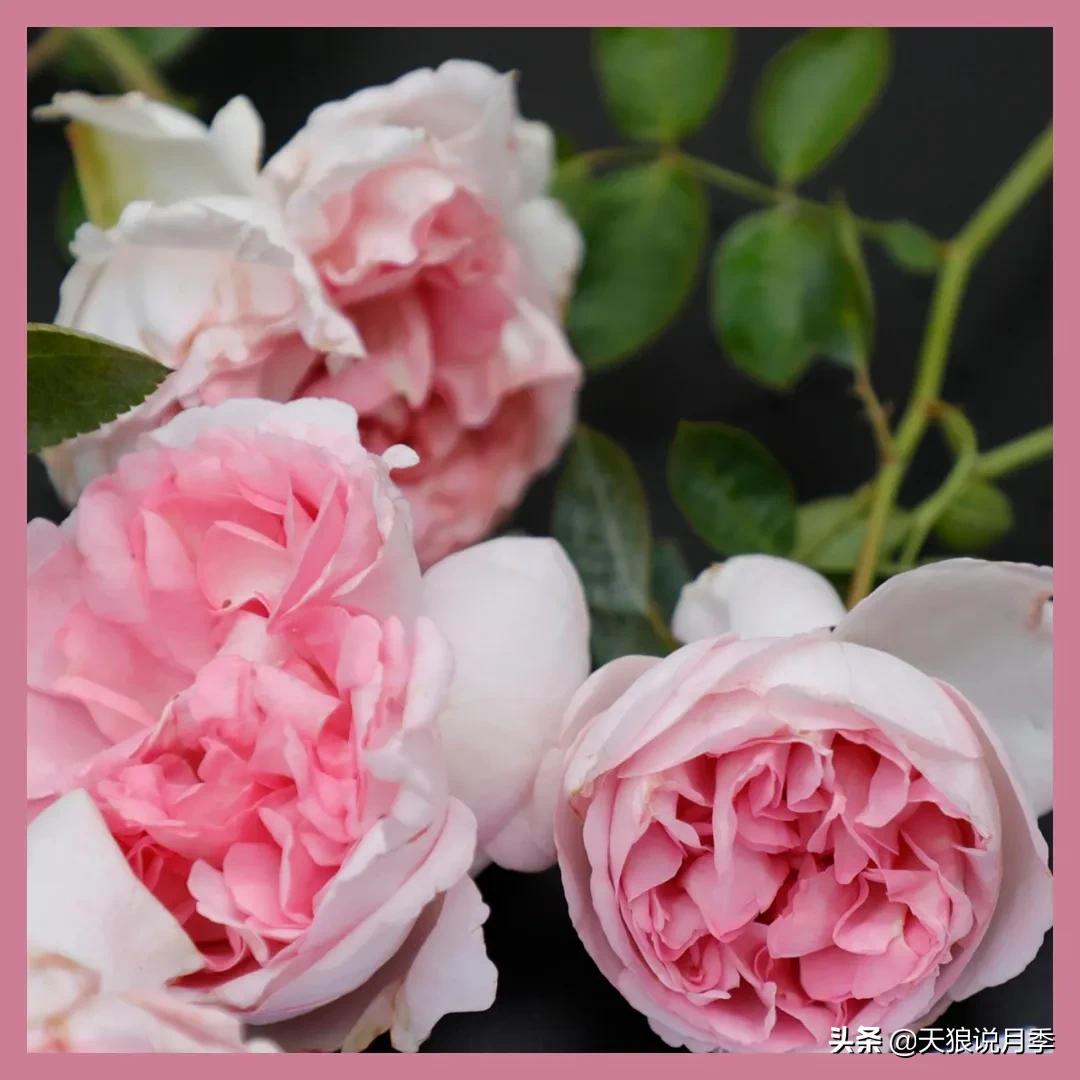 月季控对美的极致追求，尽在伊芙系列