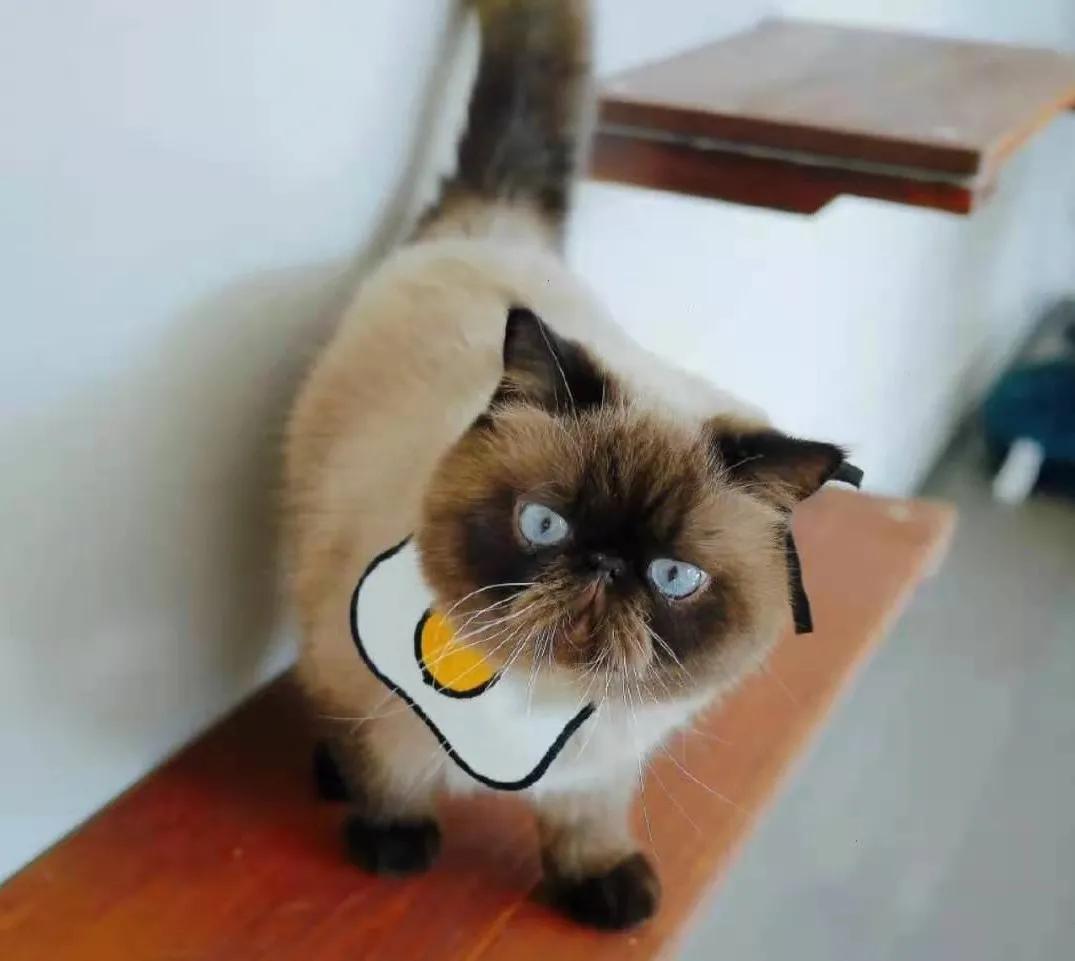 猫咪长了像胡子一样的毛 (为什么一个月多的猫咪毛发很凌乱)