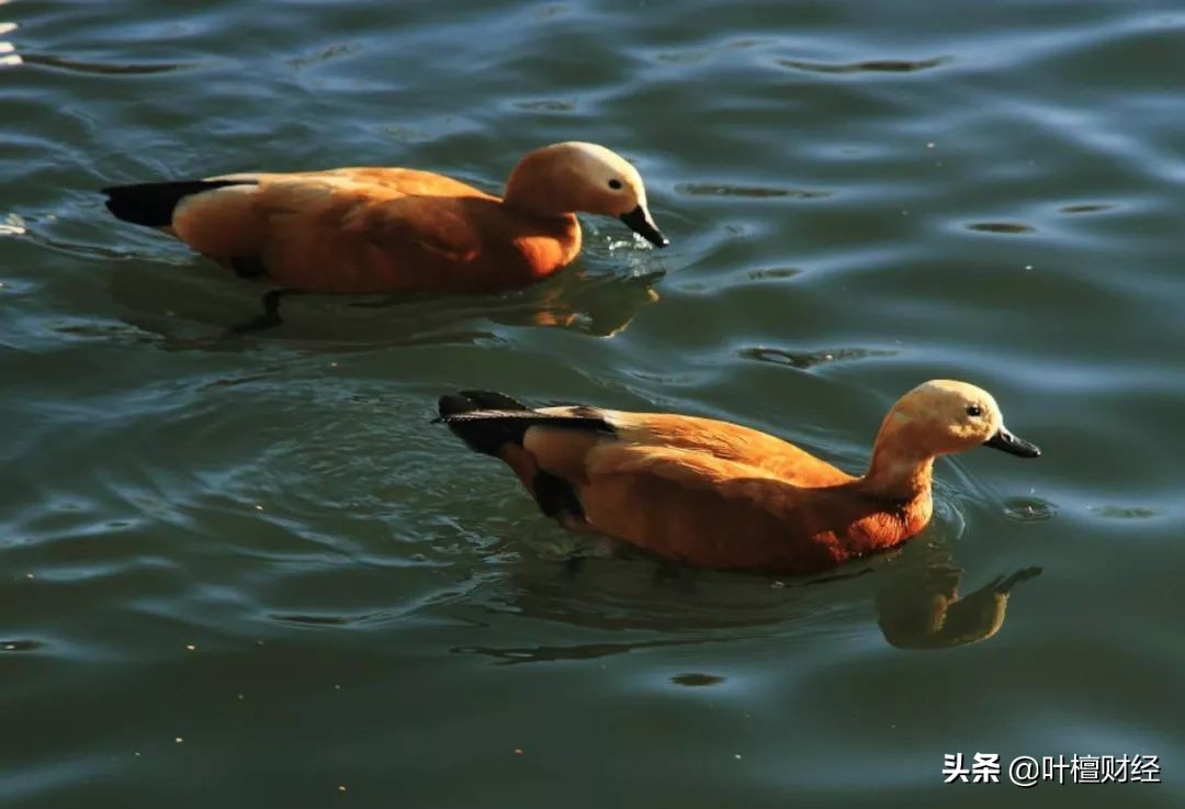 打工皇帝唐骏最后的结局,打工皇帝唐骏最后怎么样了