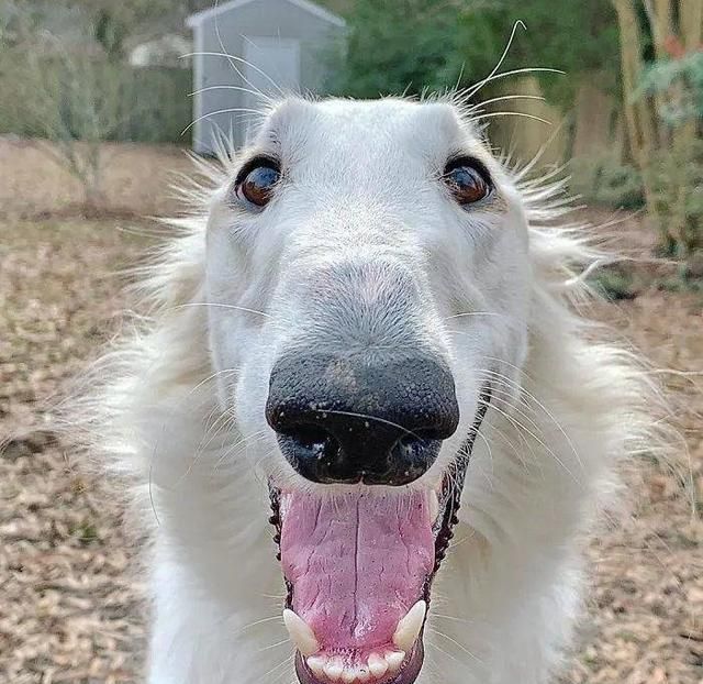 短腿柯基跟长腿柯基,鼻子很高的柯基