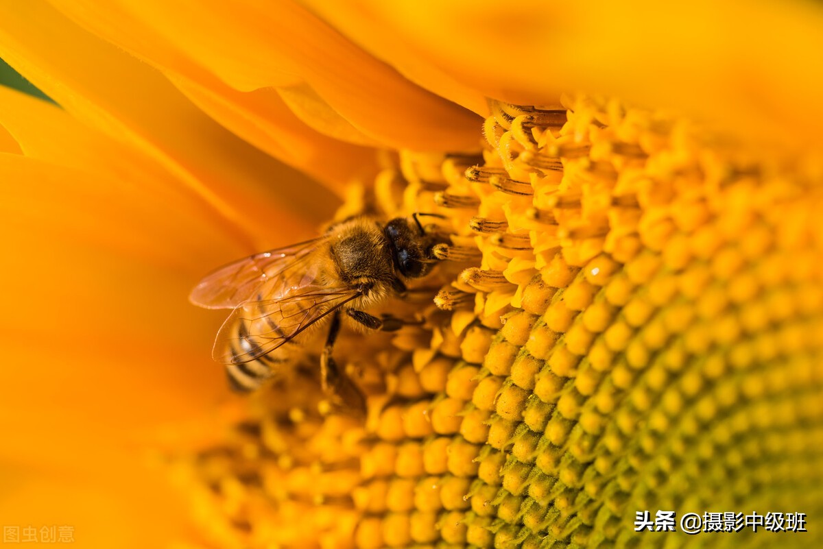 拍向日葵的教程,向日葵拍花技巧
