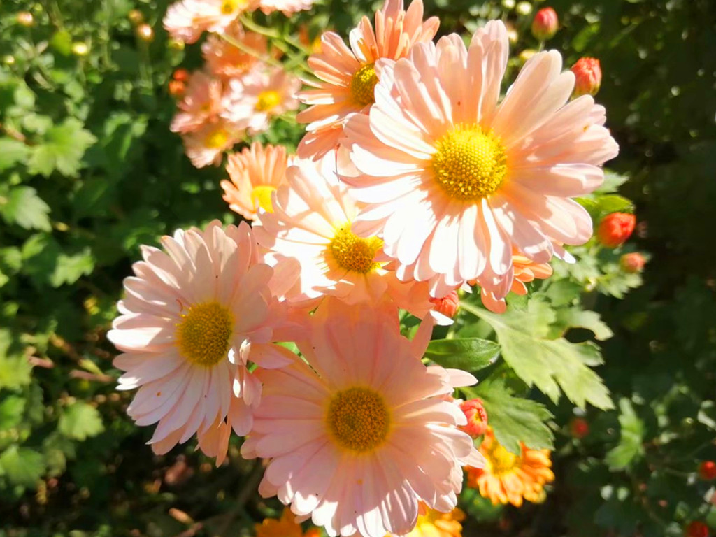 菊花有哪些病虫害及防治,菊花常见病害及治疗方法