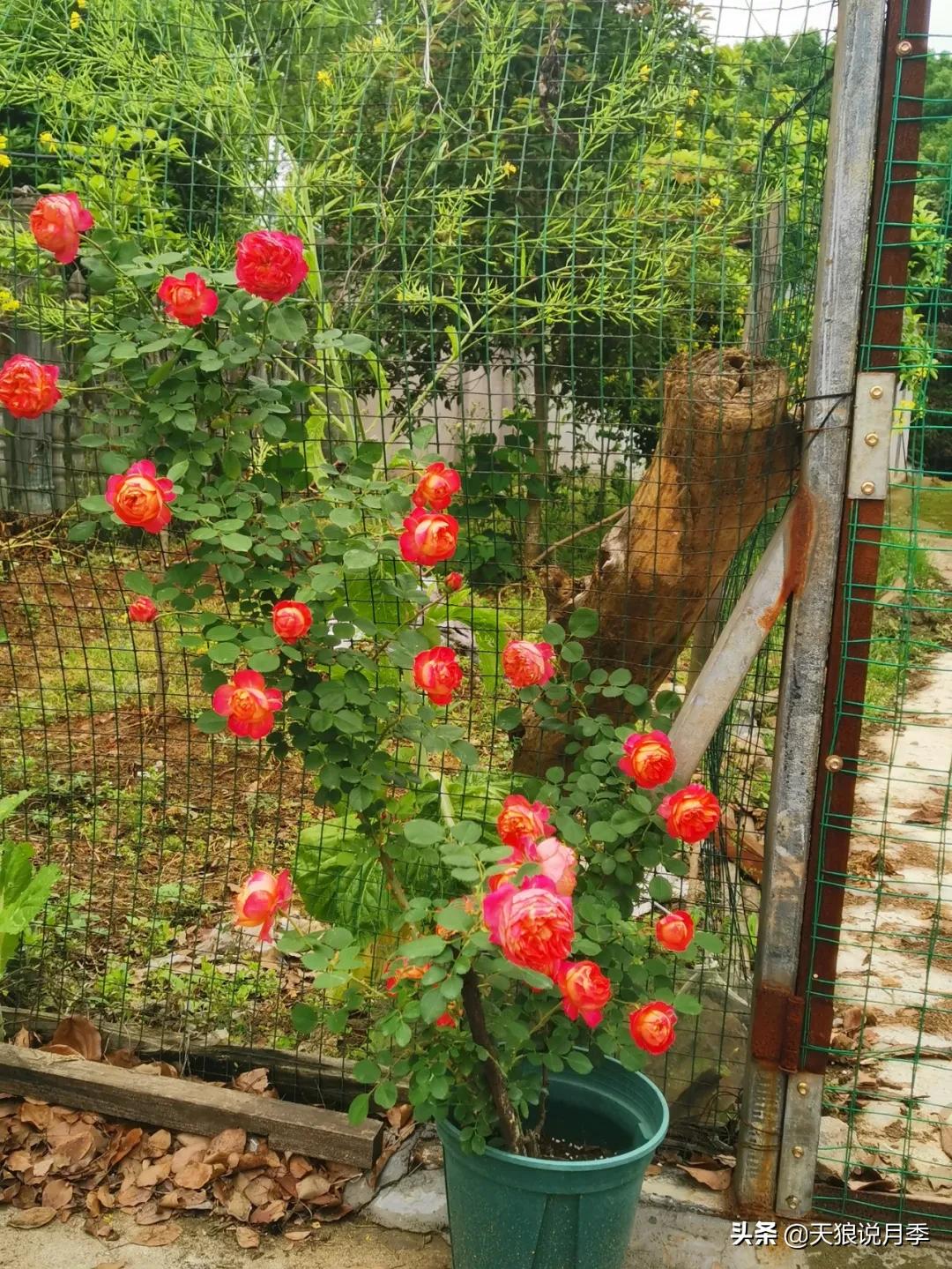 月季春季第一波花要不要剪,月季春季第一波花开后嫁接