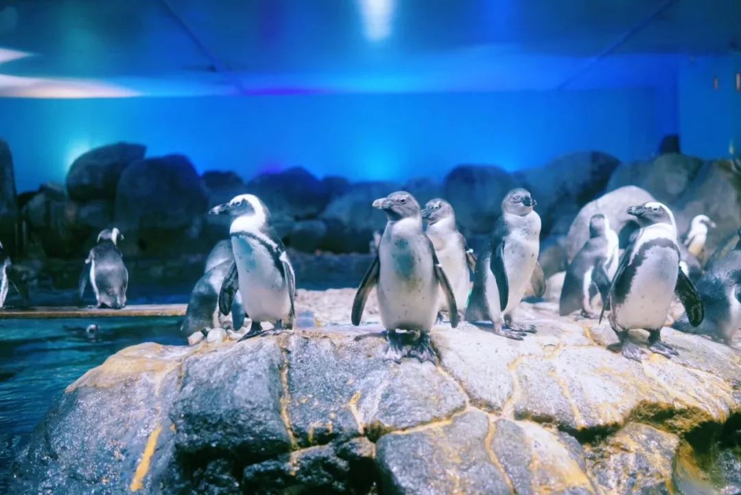 Travel||一周打卡新马泰的五城市，我pick了高性价比的新玩法