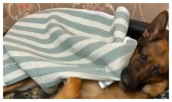 德牧贪玩主人,狗狗调皮被主人训